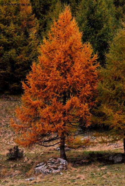Albero rosseggiante