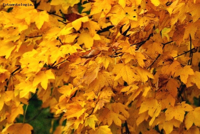 Giallo d'Autunno