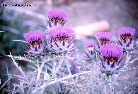 Fiori di carciofo