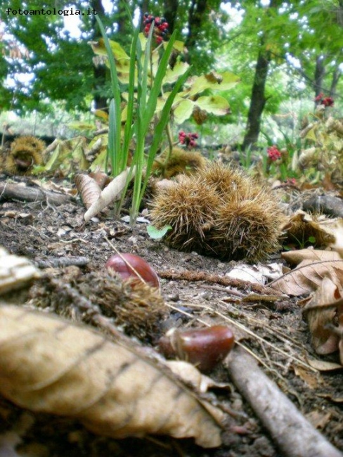 il tepore della voce dell'autunno