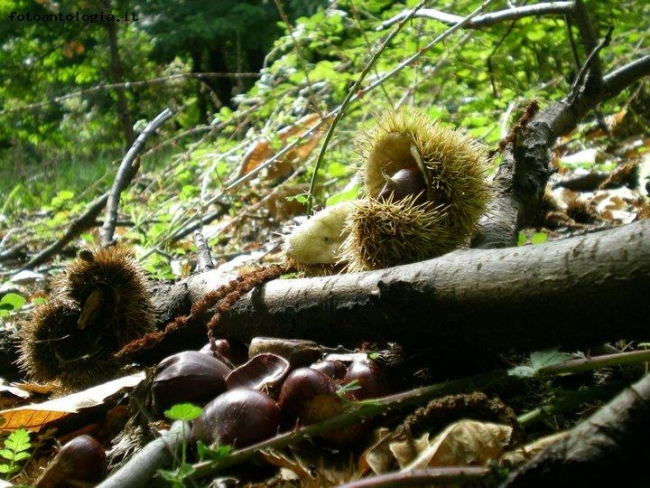 il tepore della voce dell'autunno