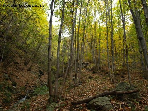 Bosco autunnale