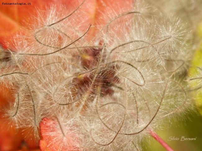 Sinfonia d'autunno: Viorna in acero minore