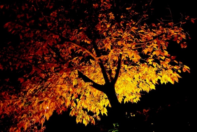 l'albero dalle monete d'oro