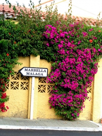 Marbella Malaga