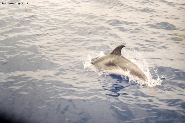 un tuffo nel blu