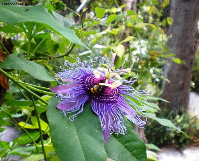 le meraviglie della natura