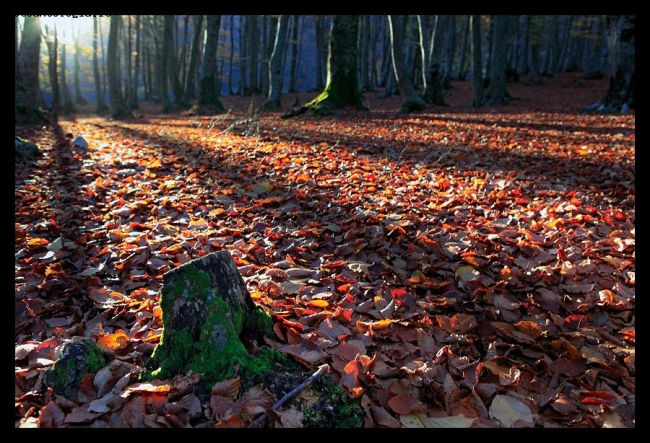 il sottobosco