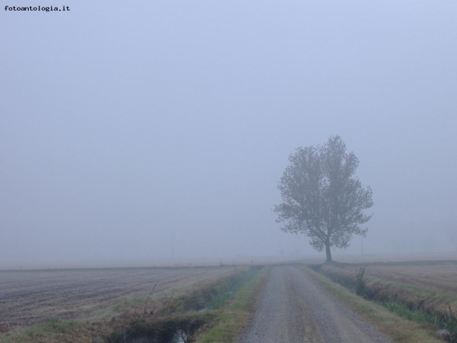 nebbia d'autunno