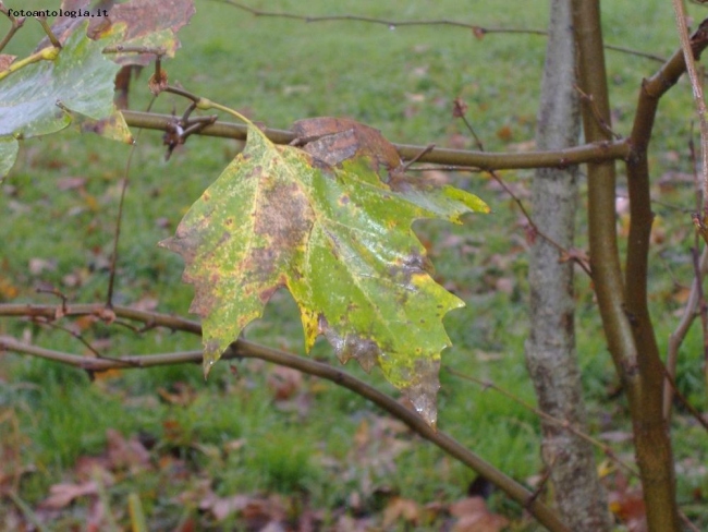 si sta come d'autunno...