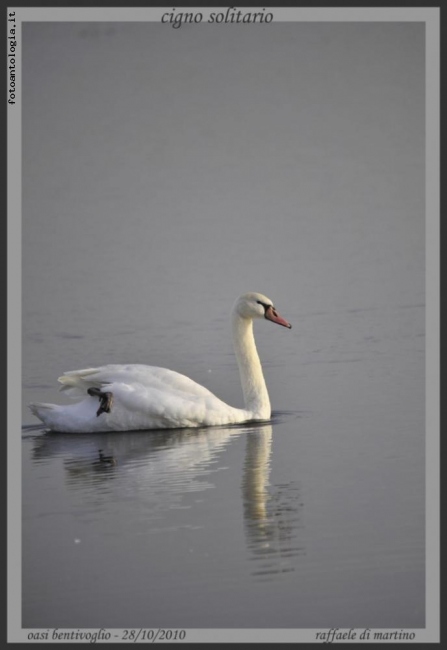 cigno solitario