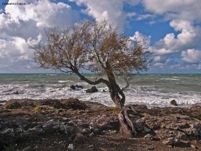 Albero in riva al mare...