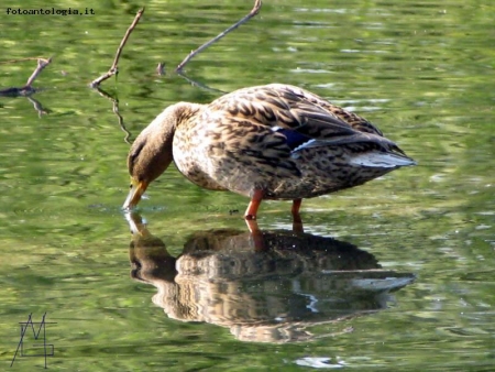 riflessioni