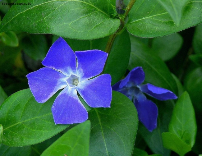 Pervinca