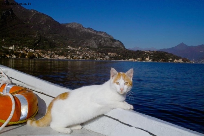il mio gatto SAPO in barca 