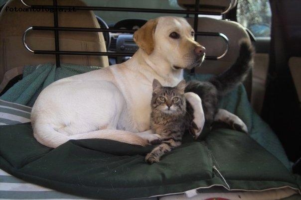 bravi in auto...si parte per il veterinario