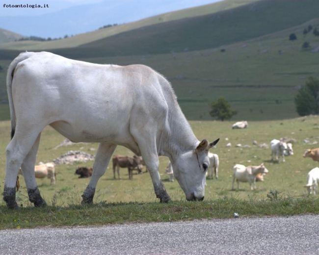 Mucca al pascolo