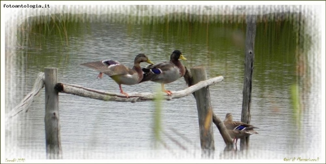 Oasi naturale Lipu di Massaciuccoli