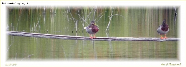 Oasi naturale Lipu di Massaciuccoli