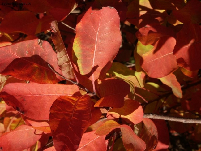 Il Carso in Autunno