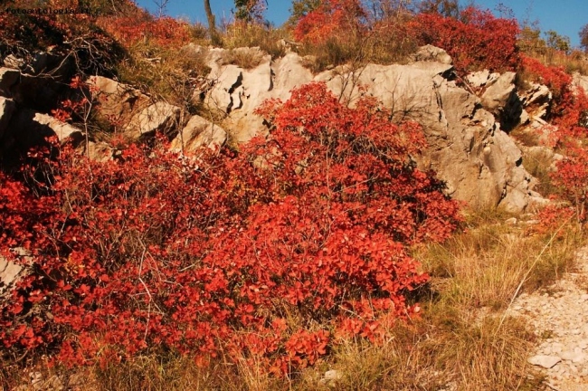 Il Carso in Autunno