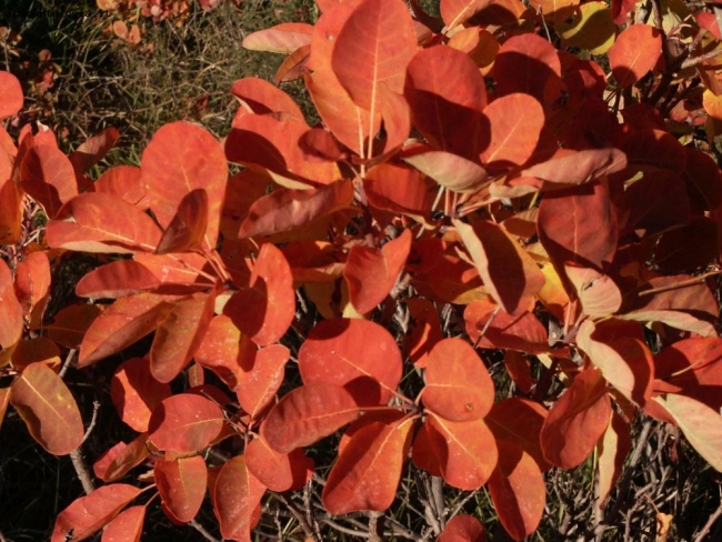 Il Carso in Autunno