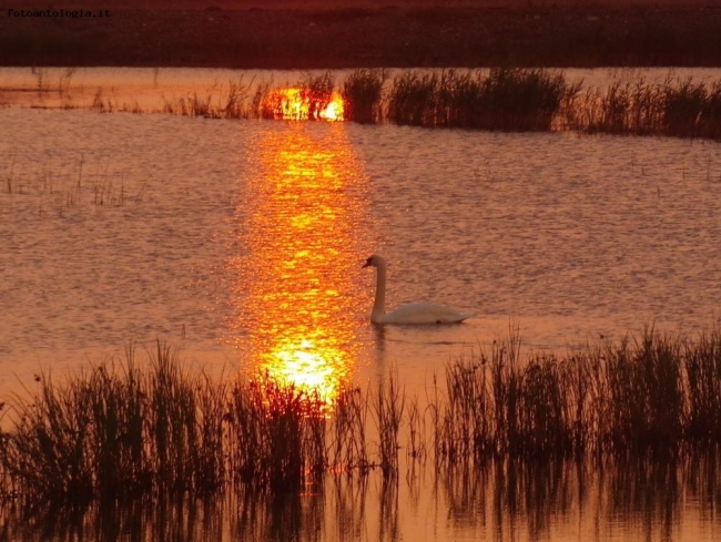 tramonto in laguna ... 