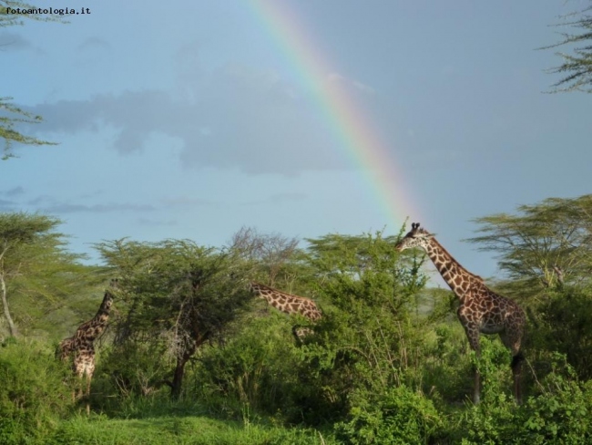 Safari in Tanzania (Serengeti)