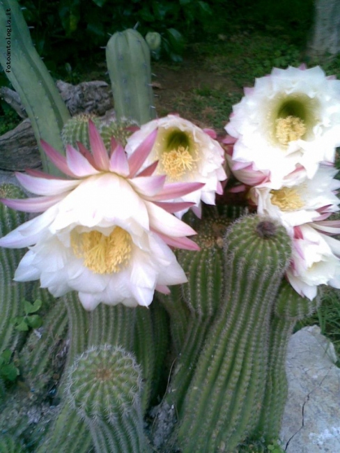 fiore di cactus