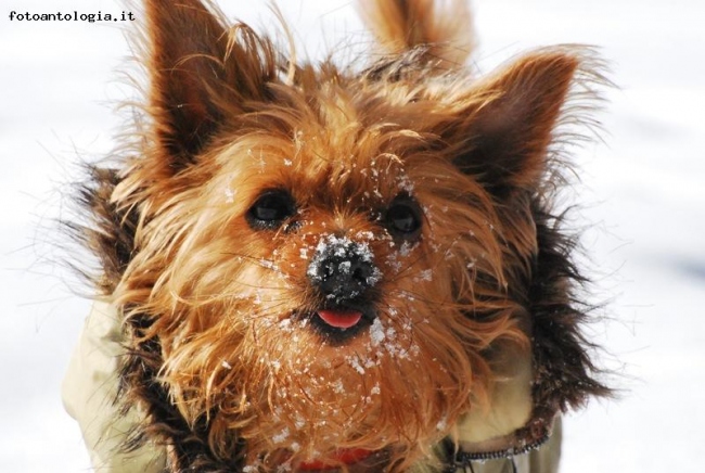 Una gita nella neve