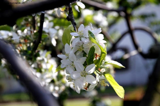 Fiori di melo