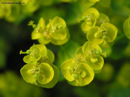 fiori verdi