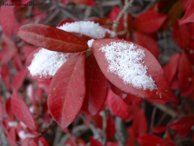 Macro di fine inverno