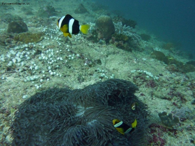 Maldive, pesci pagliaccio nel loro anemone.
