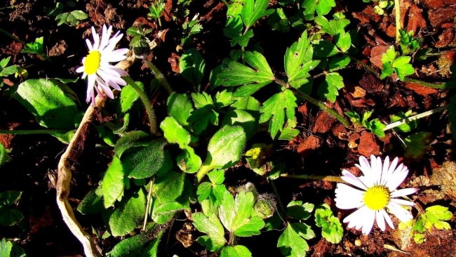 la prima primavera