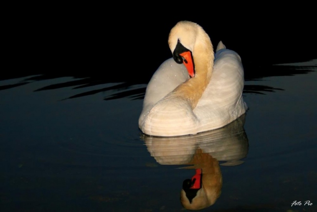 Cigno
