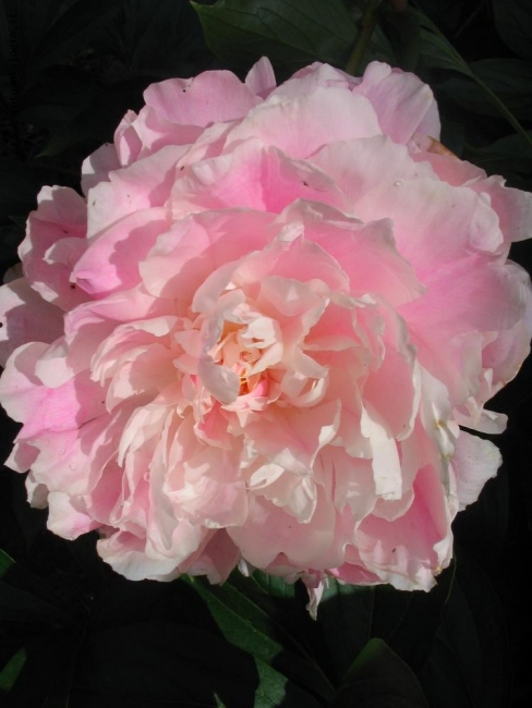 Peony