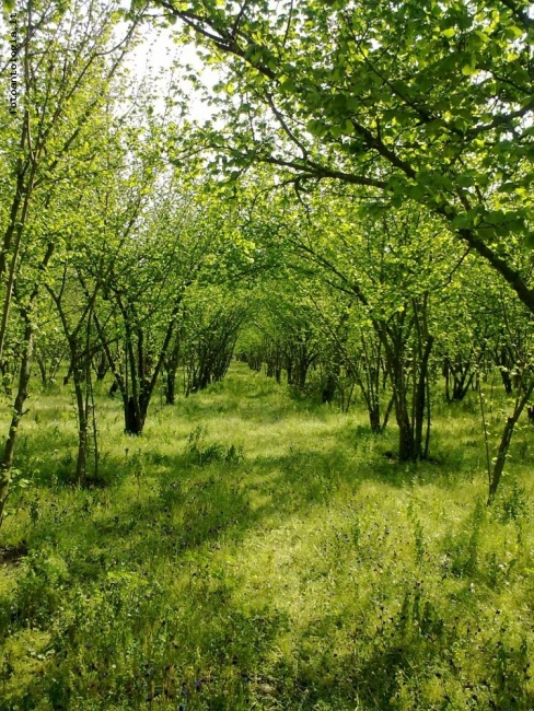 un giorno di primavera