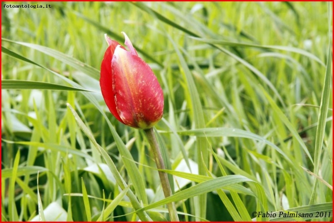 Tulipani delle Puglie