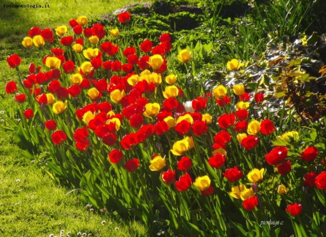 tulipani a merano 