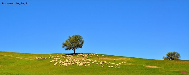 albero delle pecore..