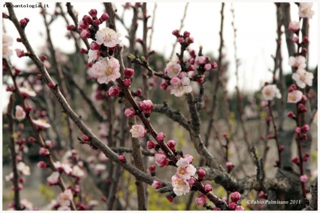 fiori di pesco