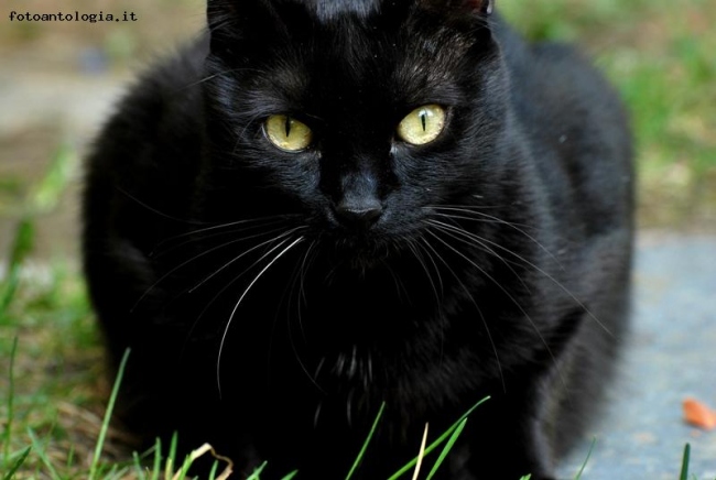 La pantera nera