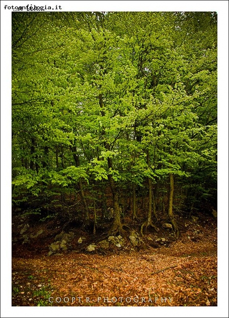 "il segreto del bosco vecchio"
