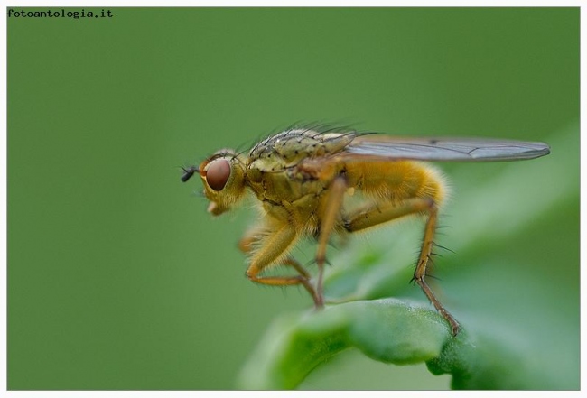 scatophaga stercoraria