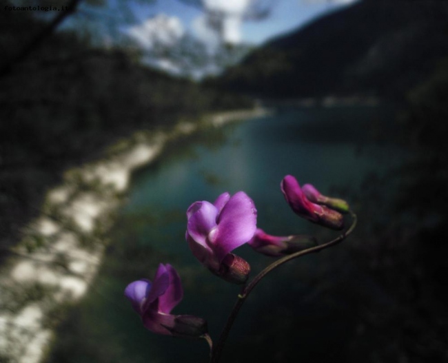 fiore di montagna