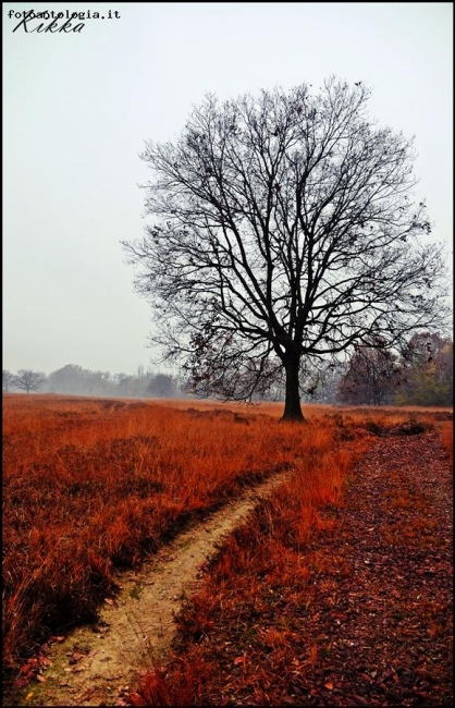 ASPETTANDO L'INVERNO...