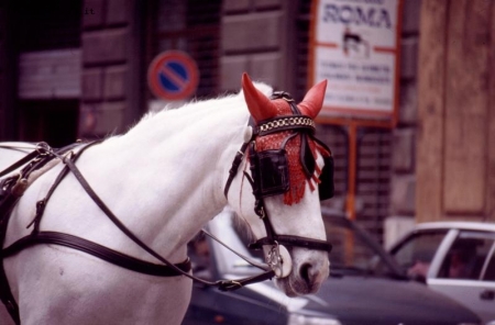 Palermo - Cavallo da carrozza