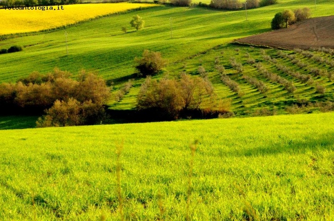 piccoli ulivi..