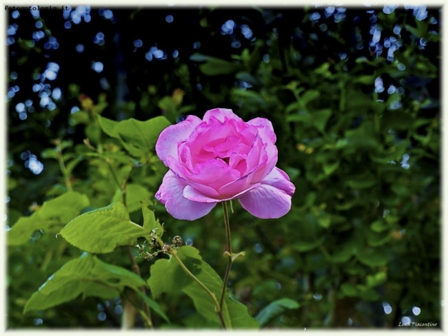 La rosa...